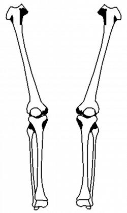 Free Bones Skeleton Cliparts, Download Free Clip Art, Free ...