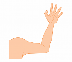 Muscle Arms Png Transparent Background - Arm Clipart ...