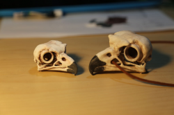 Assassin\'s Creed Origin Eagle Skull Pendant: 5 Steps (with ...