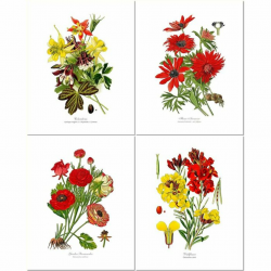 \'Vintage \'Garden Flower\' 4 Piece Drawing Print Set