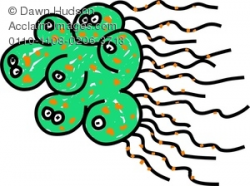 Biology clipart bacteria, Biology bacteria Transparent FREE ...