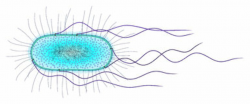 Free E Coli Cliparts, Download Free Clip Art, Free Clip Art ...