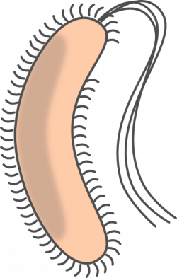 Free E Coli Cartoon, Download Free Clip Art, Free Clip Art ...