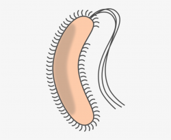 Vector Bacteria Clipart - E Coli Clip Art PNG Image ...