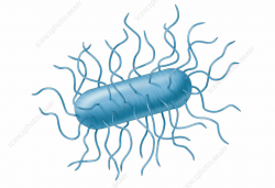 E. coli Bacteria, Illustration - Stock Image - C039/1254 ...