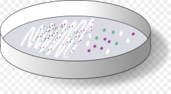 Bacteria Cartoon png download - 2273*1233 - Free Transparent ...