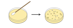 Bacteria clipart petri dish, Bacteria petri dish Transparent ...