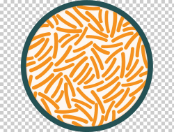 Petri Dishes Bacteria Agar plate Nutrient agar Colony ...