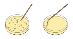 Bacteria clipart petri dish, Bacteria petri dish Transparent ...