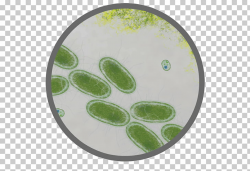 E. coli Bacteria Proteomics Salmonella Food poisoning ...