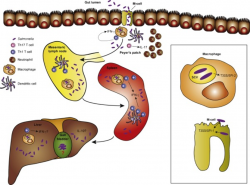 Salmonella infection: Interplay between the bacteria and ...