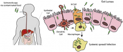 Frontiers | Swiss Army Pathogen: The Salmonella Entry ...