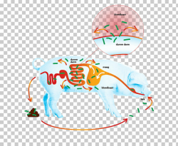 Mammal Human behavior Illustration Product, Salmonella ...