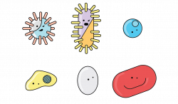 Bacteria clipart transparent background, Bacteria ...