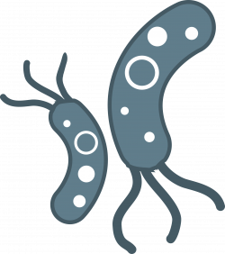 Bacteria PNG Transparent Images | PNG All