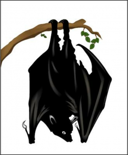 Bat Hanging Upside-Down | Black and white drawing of a bat h… | Flickr