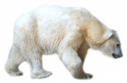 Polar bear bear clip art vector bear graphics image 4 - Clipartix