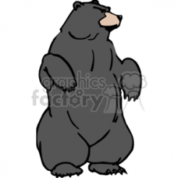 Black bear standing upright on hind legs clipart. Royalty-free clipart #  130031