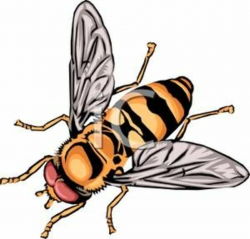 Realistic Bee Clipart | Bee Designs | Honey bee images, Bee clipart ...