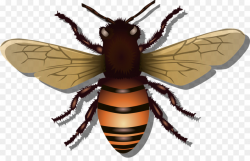 Bee, Honeycomb, transparent png image & clipart free download