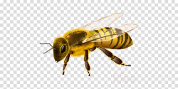 Bee, Illustration, Graphics, transparent png image & clipart free ...