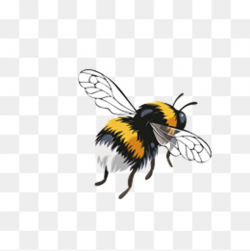 Bee PNG Images, Download 1,667 PNG Resources with Transparent Background
