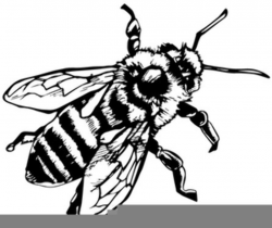 Honey Bee Clipart Black And White | Free Images at Clker.com ...