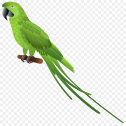 Bird, Penguin, Parrot, transparent png image & clipart free download