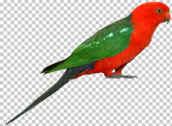 Parrot Bird PNG, Clipart, Animals, Beak, Bird, Clipart, Clip Art ...