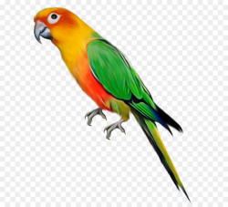 Parrot Macaw png download - 828*1029 - Free Transparent Parrot png ...
