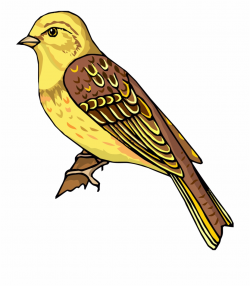 Staying Realistic Bird Clipart Png - Cliparts Bird Free PNG Images ...