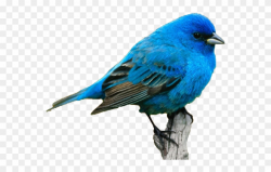 Karimovaaa Ьбббб - Draw A Blue Bird Realistic Clipart (#1995040 ...