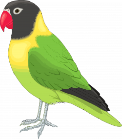 Realistic Parrot Bird Clipart Png – Clipartly.com