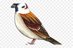Cuckoo Clipart Realistic Bird - Maya Bird Clipart, HD Png Download ...