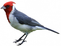 Free Realistic Birds Cliparts, Download Free Clip Art, Free Clip Art ...