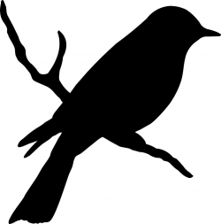 Bird on a branch #birds #silhouette | birds | Bird silhouette, Bird ...