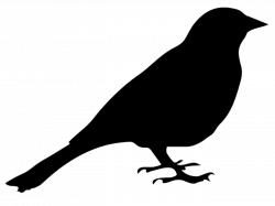 Bird Silhouette transparent PNG - StickPNG