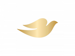 Dove logo | Logok
