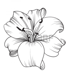 Black And White Lily Drawing at GetDrawings.com | Free for ...