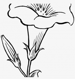Flower Outline Drawing Black White Flowers Free Dinosaur ...