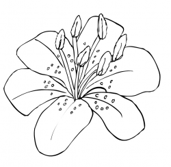 Free Lily Clipart Black And White, Download Free Clip Art ...