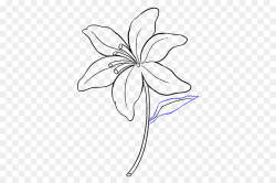 Black And White Flower clipart - Drawing, Lily, Pencil ...