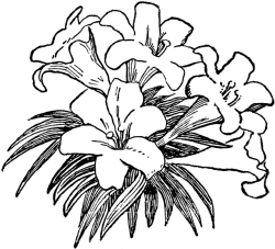 Clipart easter lily flower collection gif - Clipartix