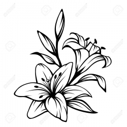 Lily Flower Clipart Black And White