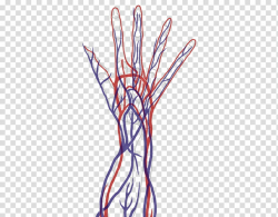 Cross Section ()-Hand-Cardiovascular System, red and blue ...