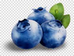 Fruit Cartoon clipart - Blueberry, Fruit, Plant, transparent ...