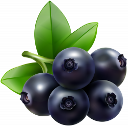 Blueberry Transparent Clip Art Image | Gallery Yopriceville ...