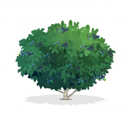 Bushes clipart blueberry, Bushes blueberry Transparent FREE ...