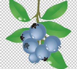 Blueberry Food Grape PNG, Clipart, Auglis, Beautiful ...