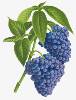 Blueberry bush clipart 5 » Clipart Portal